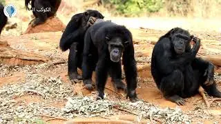 The 7 strangest animal matings that you would not imagine were realistic
