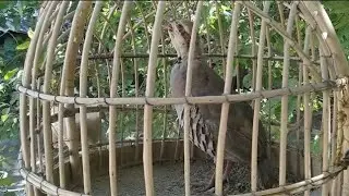 Ана ихе Чуҷаи серхониша барои Кабки Шикори кардан мешава. Keklik که و Куропатка Кабк Чуҷа