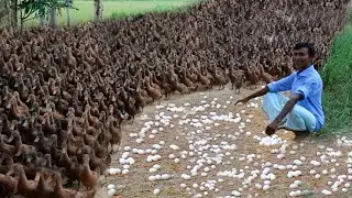 INCRÍVEL MAIOR CRIAÇÃO DE PATOS SOLTOS DO MUNDO - 1 MILHÃO DE PATOS!