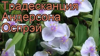 Традесканция андерсона Оспрэй (tradescantia osprey) 🌿 обзор: как сажать, рассада традесканции Оспрэй