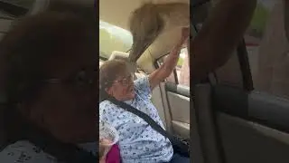 Ostrich sticks head inside car through open window in Nuevo Leon, Mexico
