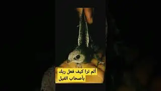 ألم ترا كيف فعل ربك بأصحاب  الفيل