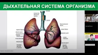 СИСТЕМЫ ОРГАНИЗМА - 6 часть  ДЫХАТЕЛЬНАЯ СИСТЕМА Евгений Попов  Сергей Снисаренко