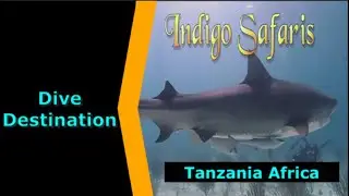 Diving Tanzania,Africa,Indigo Safari,Destination Spotlight for Scuba.Digital The #1 Online Dive Show