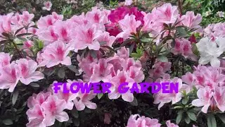 FLOWER GARDEN BEL AIR PARK ||@ELISA MIJARES VLOG