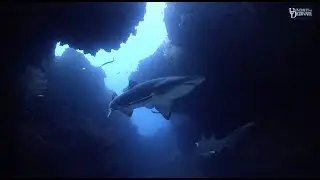 Combining lasers and photography to help sand tiger sharks