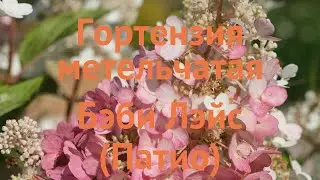 Гортензия метельчатая Бэби Лэйс 🌿 обзор: как сажать, саженцы гортензии Бэби Лэйс