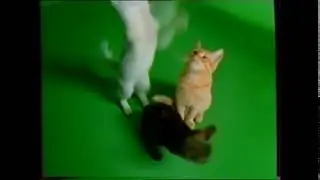 Заставка НТВ с Кошками