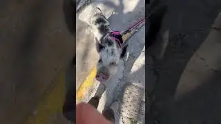 Person walks pig pet on leash in Buenos Aires, Argentina