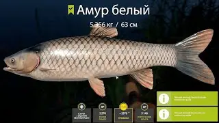 ЖЕСТЬ! ПОЙМАЛ АМУРА НА 5.300 КИЛОГРАМА НА ОЗЕРЕ СТАРЫЙ ОСТРОГ В РУССКОЙ РЫБАЛКЕ
