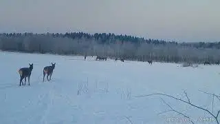 Олени. Хорошо слышно как рогами упираются и мычат ) Фото и видео с фотоловушек Егерькам.