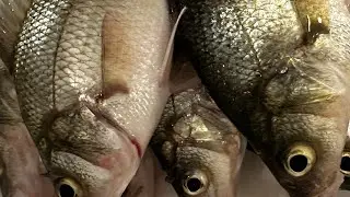 Upper Chesapeake White Perch Run 2024!