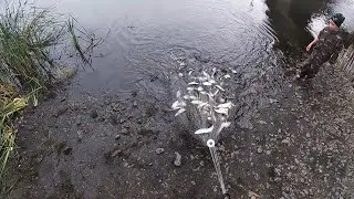 Огромный улов чебака на кастинг с сыном