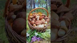Белые грибы 18.05.2024. Porcini mushrooms - May, 18 2024. #mushroom #fungi #porcini #грибы
