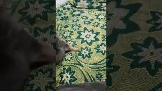 Собачку купили теперь у нас новый член семьи,назвали его Шеф