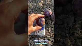Красномякотная диплоидная слива на Кубани - Блек Даймонд