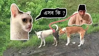 হাতির ঝিলে কুত্তা !