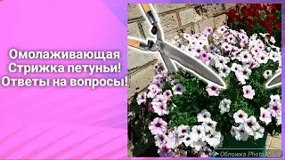 Стрижка Петунии - Омолаживающая стрижка - Ответы на вопросы - Петуния выращивание и уход.