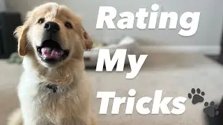 RATING MY TRICKS!