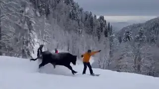 Сочи, Бык на Розе Хутор 🤷‍♂️ 🏔️🏂