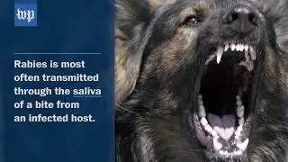 Here’s what rabies does to the body