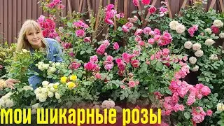 САМЫЕ КРАСИВЫЕ розы и ЭФФЕКТНЫЕ однолетники, которые ЦВЕТУТ ВСЁ ЛЕТО