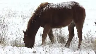 Тебенёвка. Снял на трассе Костанай Введенка