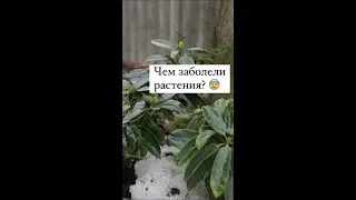 СРОЧНО! Подозрительные пятна на листьях весной. Чем бороться?