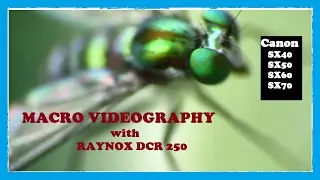 MACRO VIDEO - Raynox DCR 250 [Canon SX40 SX50 SX60 SX70]