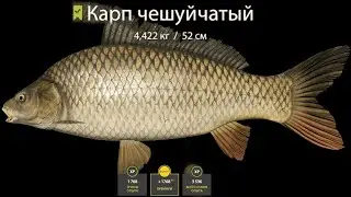 ПОЙМАЛ КАРПА ЧЕШУЙЧАСТНОГО НА 4.400КГ НА ОЗ.СТАРЫЙ ОСТРОГ В РУССКОЙ РЫБАЛКЕ