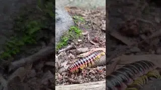 #Millipede #insect #creepycrawler