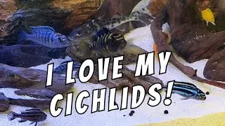 African Cichlid Tank Feeding Time! 55 Gallon Freshwater Tank Pictus Catfish & More