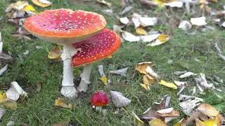 Мухоморы