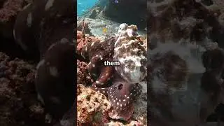 Unlocking the Genius of Squids 5 Mind-Blowing Facts! 