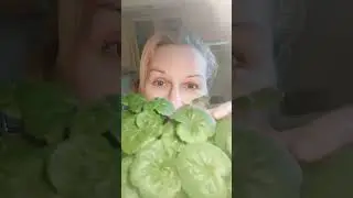 Черенкование и обрезка пеларгонии