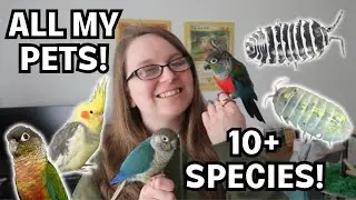 MEET ALL MY PETS 2024 - Parrots, Bugs and More! | BirdNerdSophie