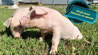 ‼️Разъезжаются поросята 🐷‼️Обзор электоромухоловки ‼️Купили Тимуру квадроцикл на ДР😎