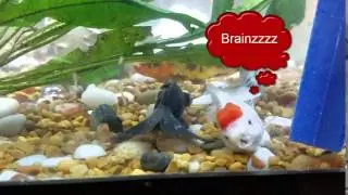 Zombie Fish