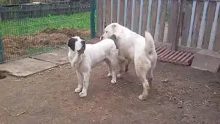 Бугай Алабай. 18 дней с начала комплексного лечения кожных болячек Тотоса.