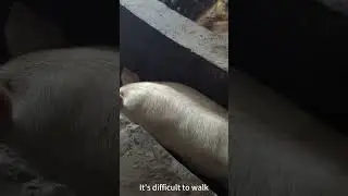 Conscious Pig 
