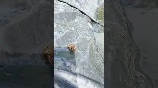 Жизнь на природе.Царевная лягушка.