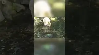 Попугай Упал в Воду в Вольере с Медведем