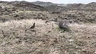 Охота на кеклика. Шикори кабк