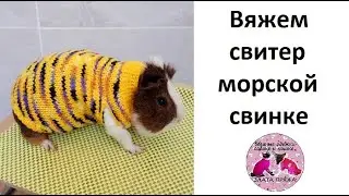 Вяжем свитер морской свинке