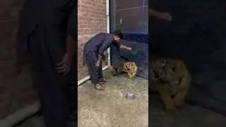 Little Tiger Cub attack 