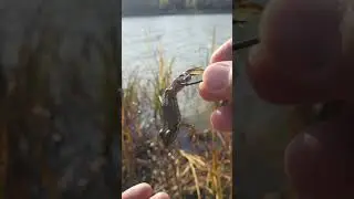 Как насадить лягушку на сома? Ловля СОМА на лягушку.