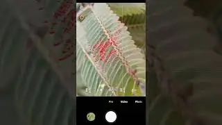 How to click macro photos with Android with background blur | 