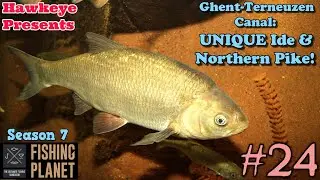 Fishing Planet #24 - S7 | Ghent-Terneuzen Canal: UNIQUE Ide & Northern Pike!