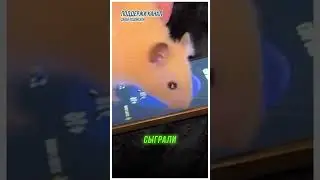 Личный Хомяк Дурова!
