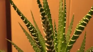 Хавортия Полосатая/Haworthia fasciata-5. Новые "детки" июня. Желтизна на листьях. Разница в росте